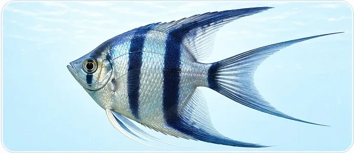 Lira farok