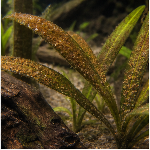 Barna algák déposées sur des feuilles d'aquarium
