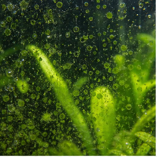 Zöld algák sur une vitre et des feuilles d'aquarium