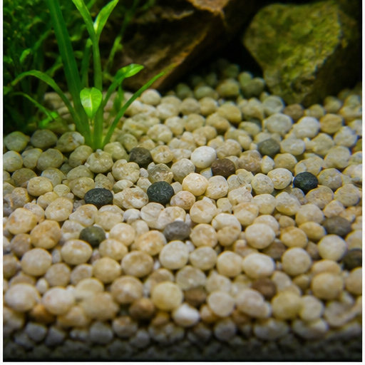Akváriumi talaj arrondi dans un aquarium