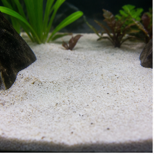 Akváriumi talaj clair dans un aquarium