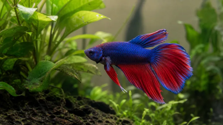 Betta kompatibilitás