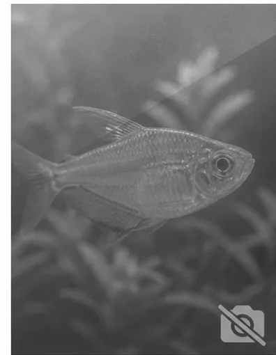 Centropyge acanthops Afrikai afrikai angyal