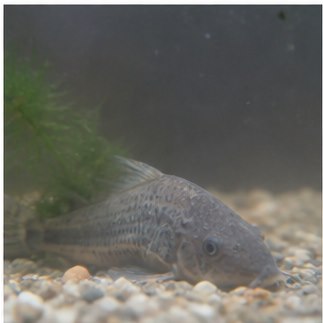 Lassú mérgezés a vízminőség romlása miatt