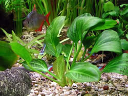 Echinodorus opacus
