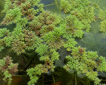 Azolla caroliniana