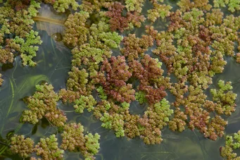 Azolla filiculoides