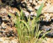 Cryptocoryne parva 