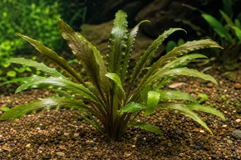 Cryptocoryne siamensis