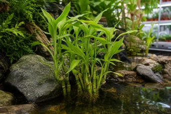 Draceana sanderiana