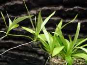 Echinodorus bolivianus 