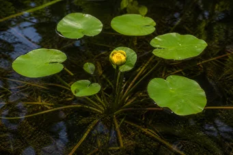 Nuphar pumila