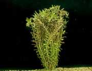 Rotala indica 
