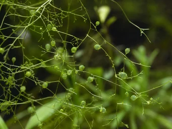 Utricularia gibba