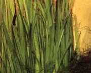 Vallisneria americana 