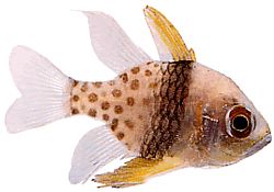 Apogon nematopterus (Apogon pizsamák)