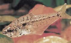Asiphonichthys condei (Üveg tetra kis mérlegekkel)
