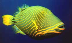 Balistapus undulatus (Hullámos)