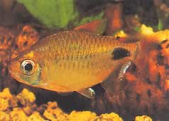 Bathyaethiops caudomaculatus (Afrikai Tetra-Hold)