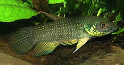 Betta trifasciata Harcos