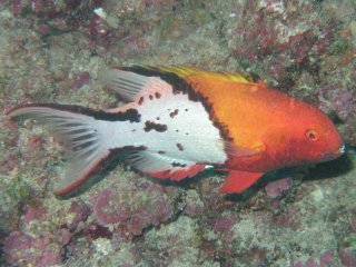 Bodianus anthioides Bodianus