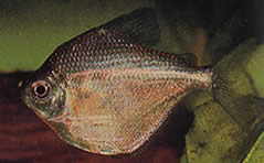 Brachychalcinus orbicularis (Karakterlemez)