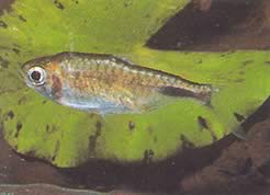 Brachypetersius pseudonummifer