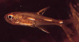 Brittanichthys sp Lumineszcens kötőjelek tetra