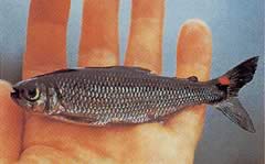 Brycon rubricauda (Brycon piros uszonyokkal)