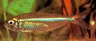 Bryconops affinis (Kúpos Bryconops)