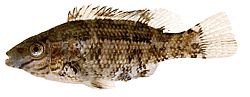 Centrolabus melops Általános crenilabre