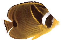 Chaetodon lunula (Csíkos chétodon)