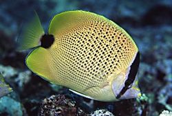 Chaetodon miliaris (Citrom omlók)
