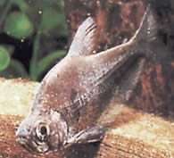 Charax tectifer (Charax csatahajó)