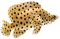 Chromileptis altivelis Grace Kelly Grouper