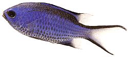 Chromis cyanea (Kék fiatal hölgy)