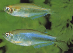 Coelurichthys microlepis (Tetra Crutor kis mérlegekkel, Barberos)
