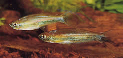 Coelurichthys tenuis Tetra tartott, Tetra-Barberos