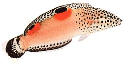 Coris aygula (Narancssárga foltok girelle)