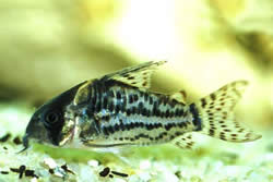Corydoras schwartzi (Corydoras öt zenekarral)