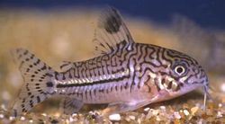 Corydoras trilineatus (Három sávú corydoras)
