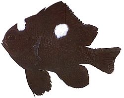 Dascyllus trimaculatus (Három folt)