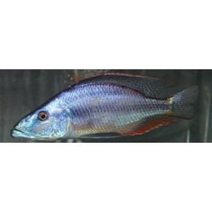 Dimidiochromis Compressiceps (Cichlid szemfogyasztó)