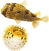Diodon holocanthus (Tüskés fúvó)