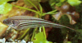 Eigenmannia virescens (Üvegkés halak)