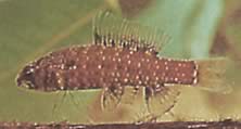 Elachocharax georgiae (Törpe tetrager)