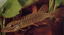 Esox lucius (Európa csuka)
