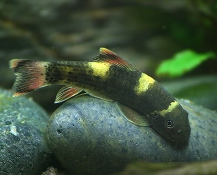 Garra Flavatra (Panda garra)