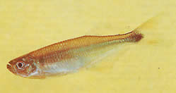 Gephyrocharax chapare (Géphyrocharax du chapare, tetra-glande)