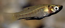 Girardinus metallicus Fémes girardinus
